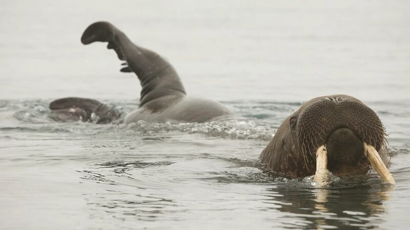Ein Walross im Nordpolarmeer. – Bild: Ostseereport/Martina Gawaz Ein Walross im Nordpolarmeer. – Bild: Ostseereport/Martina Gawaz
