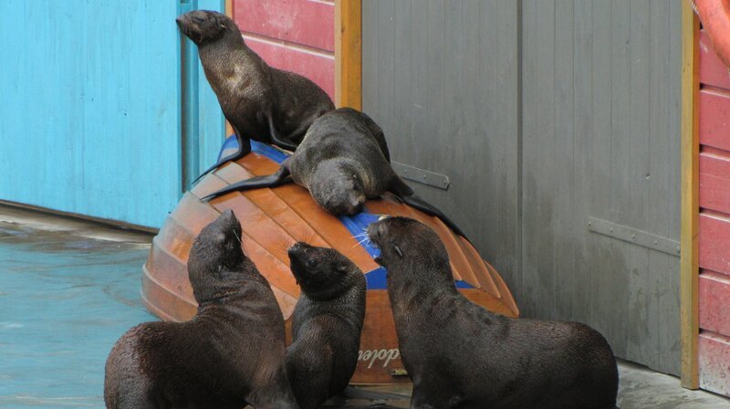 Chaos bei den Robben: Stefanie Leitner hat mit Lotta, Pam, Holly und Summer etwas ganz Besonderes vor. Die vier Flossenfüßer sollen heute ein Gruppentraining machen, Synchronsprünge inklusive. Stefanie ist sich nicht sicher, wie „ihre Mädels“ heute so drauf sind, will aber trotzdem mit dem gemeinsamen Training starten. Doch die Robben machen anfangs so ziemlich, was sie wollen … – Bild: NDR/​Doclights/​Jeannine Apsel