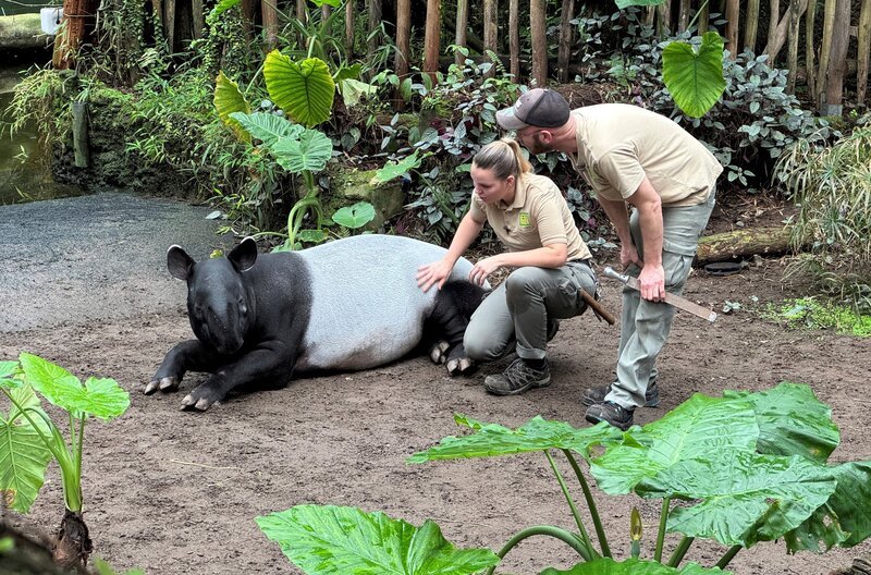 Im Gondwanaland im Leipziger Zoo gab es bei den Schabrackentapiren in der Vergangenheit viele Zuchterfolge. – Bild: MDR/​Jan Tenhaven