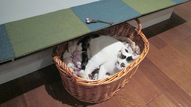 Meatball/​Tamale laying in a basket. – Bild: For merchandising, publishing & ancillary products, check talent contract, appearance & property releases.