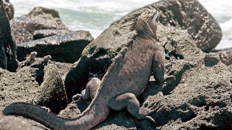 Meerechsen sonnen sich auf vulkanischen Felsen in der Nähe des Ozeans. – Bild: phoenix/​ZDF