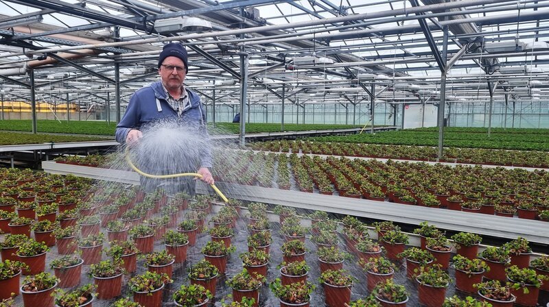 Matthias Christoph aus Weener in Ostfriesland ist der einzige Gärtner in Niedersachsen der Glücksklee für Silvester professionell großzieht. – Bild: NDR/​Stefan Radüg/​nahaufnahme.tv