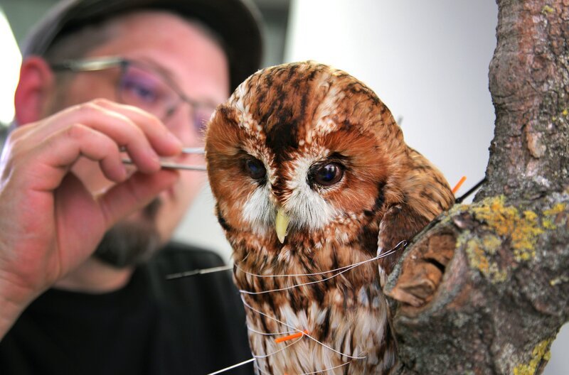 Genadelt und fixiert. So sichert der Präparator Steffen Lässle die perfekte Haltung des Käuzchens. – Bild: SWR