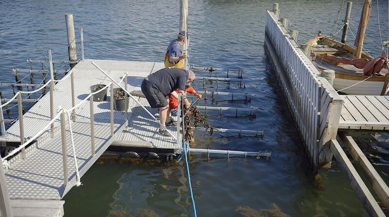 Erntezeit im „Fjordgarten“. Im Kanal vor dem beschaulichen Örtchen Logstør, bauen die Vereinsmitglieder Meeresfrüchte an. Austern, Miesmuscheln und Seetang. Die „Beete“ hängen senkrecht im Wasser. – Bild: NDR/​nonfictionplanet/​Florian Melzer