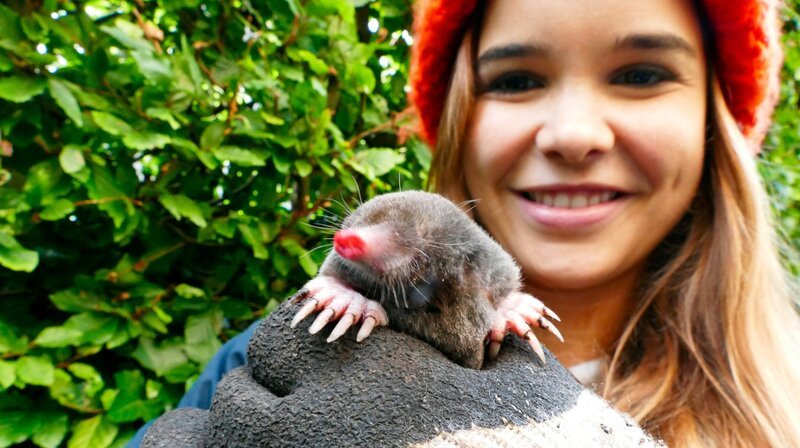Rambos Rüsselnase ist ganz rot vor Aufregung. Unter der Erde fühlen Maulwürfe sich wohler als am Tageslicht. Deshalb tauchen sie auch nur selten auf, z.B. wenn ihr Bau überflutet wird oder es Streit ums Revier gibt. – Bild: BR/​Monika Gröller/​Text und Bild Medienproduktion