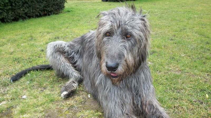 Irish Wolfhound Conmael. – Bild: Powderhouse Productions /​ Animal Planet /​ DCL