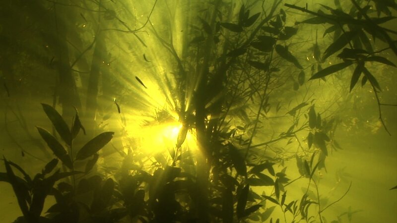 Gut ein Fünftel des Amazonasbeckens wird jedes Jahr überflutet. Wo sonst der Jaguar sein Reich hat, herrscht nun der Kaiman und lernen Seekuh-Junge das Schwimmen. – Bild: TVP