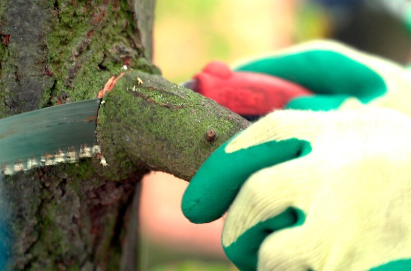 Baumschnitt Schnitt am Stamm bzw. Stämmling – Bild: SWR