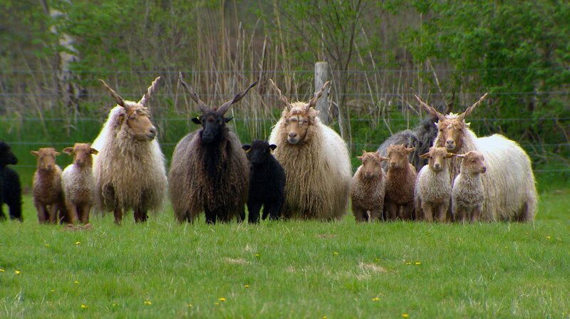 Aus der Wolle des Ungarischen Zackelschafs wurden sehr wetterabweisende Wollmäntel gemacht. ( – Bild: NDR/​produktion clipart