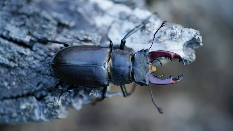 Der Hirschkäfer – einer der größten Käfer Europas – ist vom Aussterben bedroht. – Bild: ORF/​ZDF Enterprises