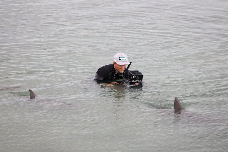 Hai vs. Delfin – Bild: NGC Network US, LLC. /​ Kirk Gastrich