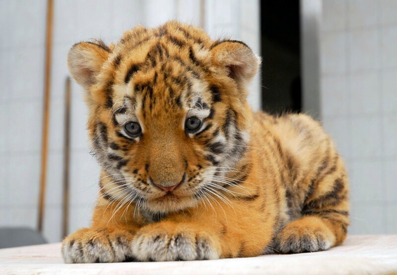 Zoo Berlin und Tierpark Berlin freuen sich über eine wahre Babyschwemme – und „Panda, Gorilla & Co.“ gratuliert mit einem Spezial, das den tierischen Nachwuchs und die dazugehörigen „Pflegeeltern“ in den Mittelpunkt rückt. Tigerbaby Antares – Bild: rbb/​Thomas Ernst