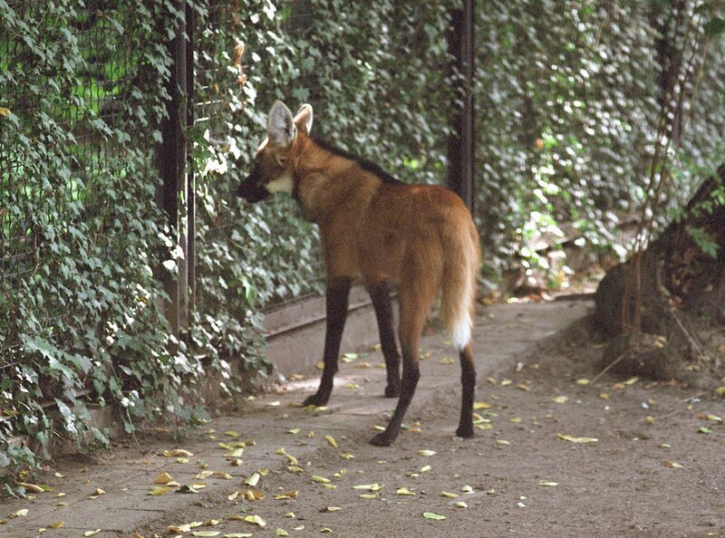 Neuankömmling Idefix (Mähnenwolf) beim Eingewöhnen. – Bild: MDR