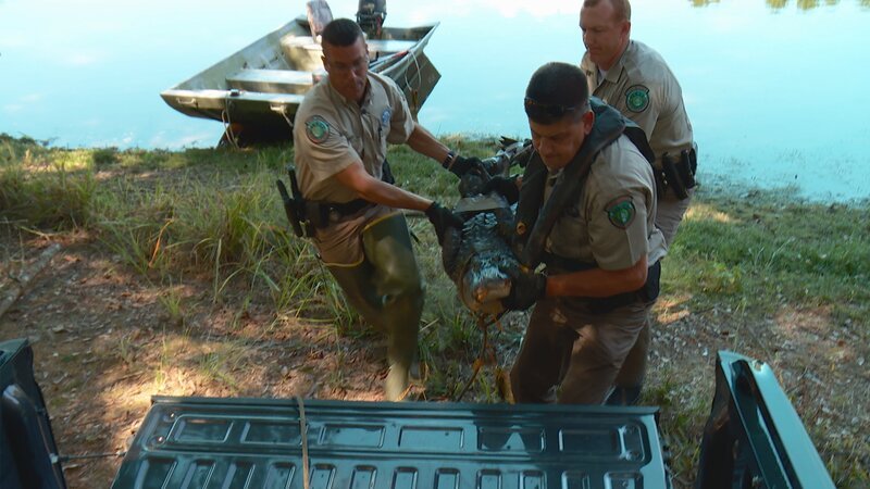 Jason Jones, Shawn Hervey, and Daniel Kessler put an alligator in the bed of the truck. – Bild: DMAX