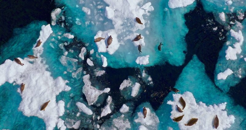 Baikalrobben versammeln sich auf Eisschollen am Baikalsee in Russland. – Bild: BBC Studios /​ ZDF