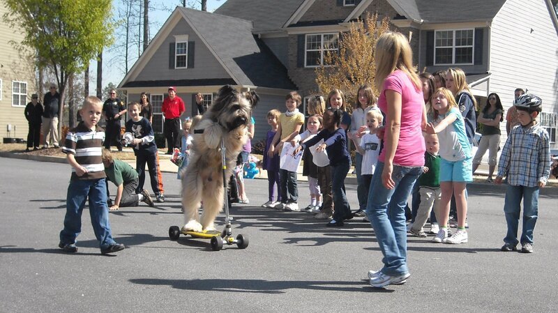 Briard. – Bild: Animal Planet