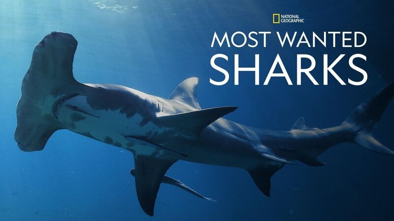  – Bild: 2020 NGC Network US, LLC Lizenzbild frei