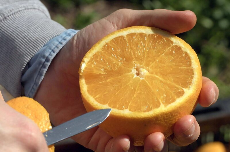 Vor jeder Ernte wird der Reifegrad der Orangen inspiziert. – Bild: Reiner Bauer/​doc.station