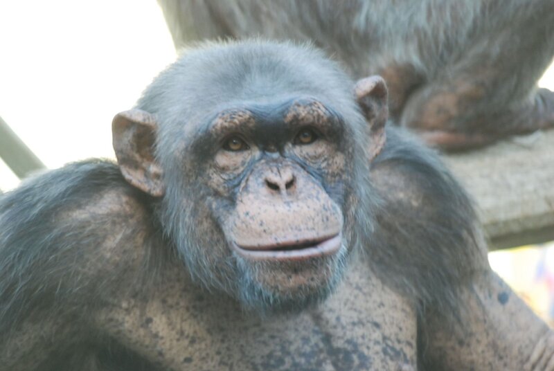Auch Schimpansen lieben Schnee. – Bild: BR/​Jens-Uwe Heins
