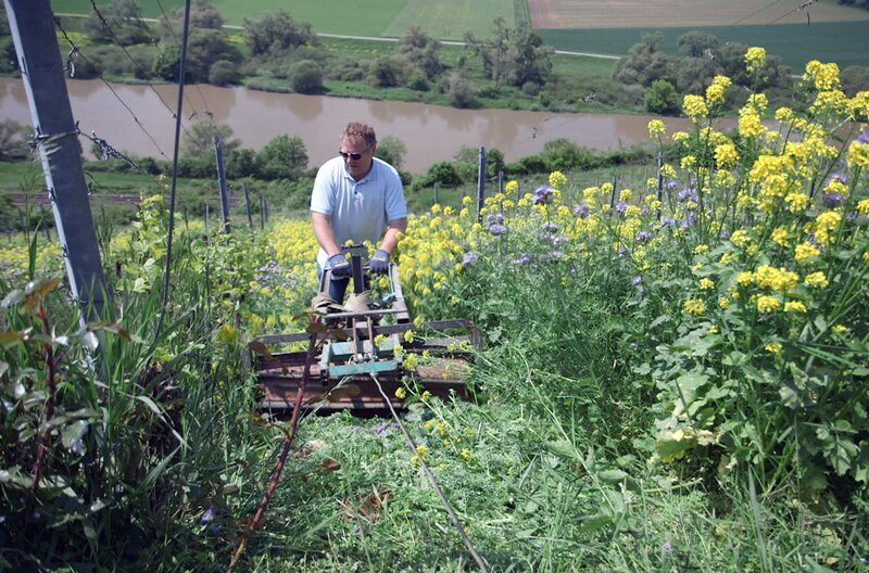 Die steil aufsteigenden fränkischen Weinberge liefern mineralische, kräftige Weißweine. Familie Knoll folgt den Grundsätzen des biodynamischen Anbaus, um ihre Weinstöcke in größerer Harmonie mit der Natur zu bewirtschaften. – Bild: Grand Angle Productions
