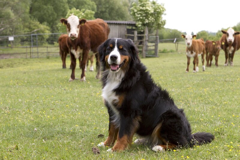 Keks trifft auf eine Kuhherde und freundet sich mit Karlotta Kuh an. – Bild: ZDF/​Zia Ziarno