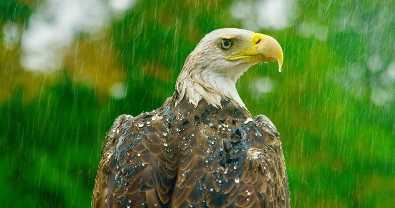 Weißkopfseeadler. – Bild: ORF/​SKYLAND Productions
