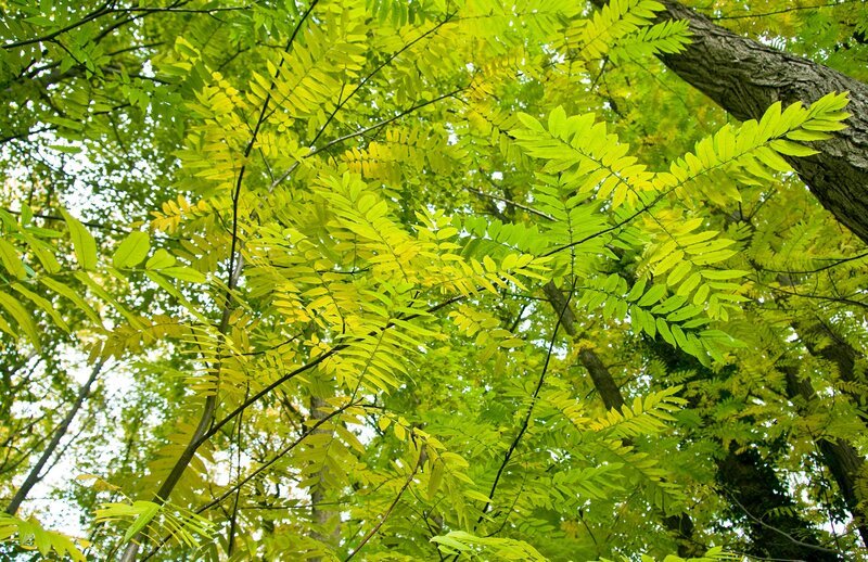 Die Esche ist eine der höchsten Laubbäume Europas. Ihre Blätter setzen sich aus einzelnen Fiederblättchen zusammen, wo bei sich immer zwei gegenüberstehen. Das Fiederblatt am Ende sitzt an einem Stiel. – Bild: BR/​Natasha Heuse