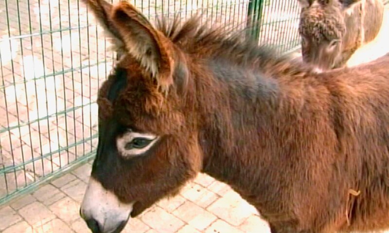 Eselhengst Elmo muss in den Stall, damit der kleine Opinio seinen ersten Tag im Streichelzoo ungestört verbringen kann. – Bild: HR