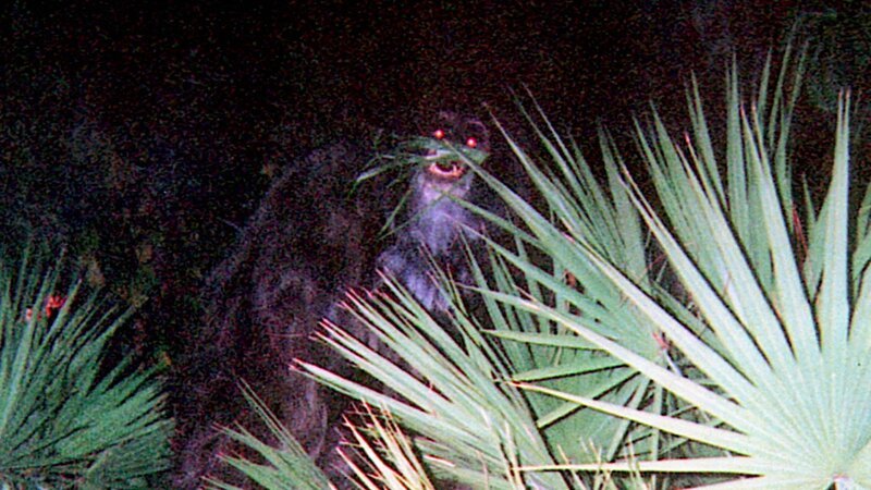 Bigfoot – Bild: uklibscreen /​ THE HISTORY CHANNEL /​ A+E Networks