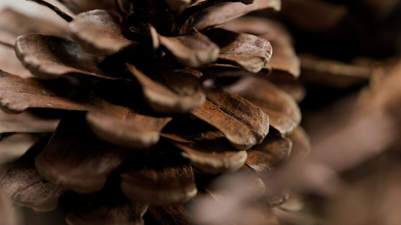 Zapfen schließen sich bei Kontakt mit Feuchtigkeit selbständig. Der Holztechnologe Stefan Kain von der FH Salzburg hat sich von diesem natürlichen Mechanismus inspirieren lassen und darauf aufbauend ein Frühwarnsystem aus Holz entwickelt, das Wasserschäden in Gebäuden anzeigen kann: rein mechanisch, ganz ohne Elektronik. – Bild: ServusTV /​ Bilderfest