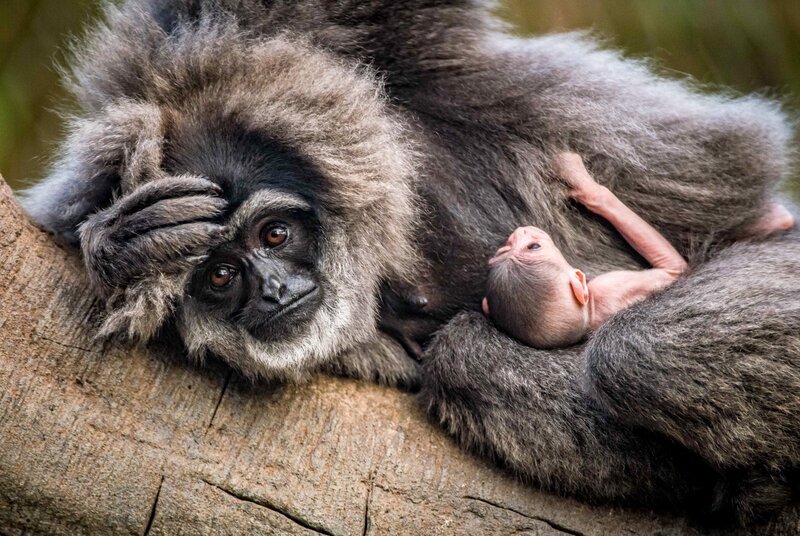 Silber-Gibbon Tilu mit ihrem Baby. – Bild: ORF/​Universal
