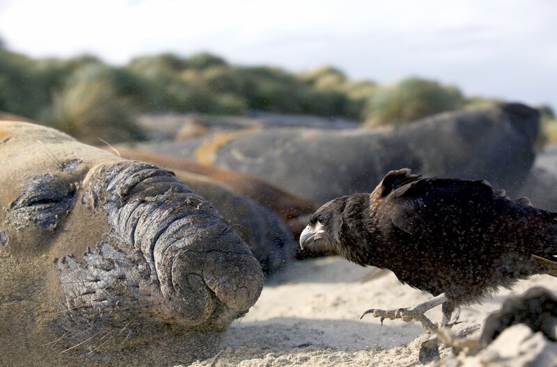 Auf Tuchfühlung mit einer Robbe: Der Falklandkarakara gehört zu den seltensten Raubvögeln der Welt. – Bild: Terra Mater Studios