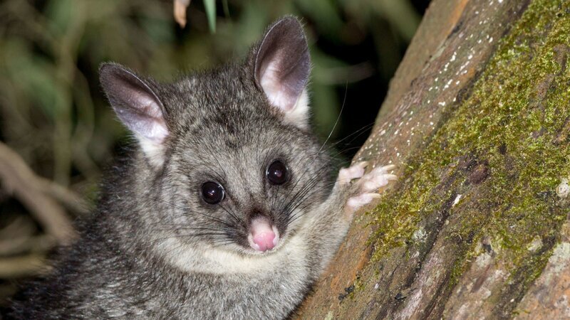 Ein Fuchskusu, oder Possum. Fuchskusu sind neugierig. Sie besuchten in der Nacht das Lager von Ernst Arendt und Hans Schweiger. – Bild: ZDF und BR/​Ernst Arendt/​Hans Schweiger