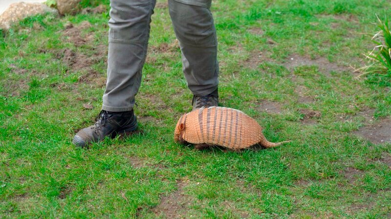 Die Neuankömmlinge Manni aus Dänemark und Elli aus Frankreich müssen sich beim Training mit Rona Wichmann ordentlich ins Zeug legen: Die beiden sollen den Schritten der Tierpflegerin genau folgen und dabei einige Runden durchs Artrium drehen. Mit Manni klappt das Üben schon ganz gut. Doch Elli hat entdeckt, dass es in der Wiese der Präsentationsfläche jede Menge leckerer Insekten gibt. Sie muss nur tief genug danach graben … – Bild: NDR/​Doclights
