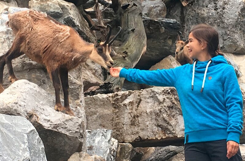 Beim Füttern traut sich eine Gämse ganz nah an Anna ran. In der Wildnis sind die Hornträger dagegen äußerst scheu. Weiteres Bildmaterial finden Sie unter www.br-foto.de. – Bild: BR/​Text + Bild Medienproduktion/​Ben Wolter
