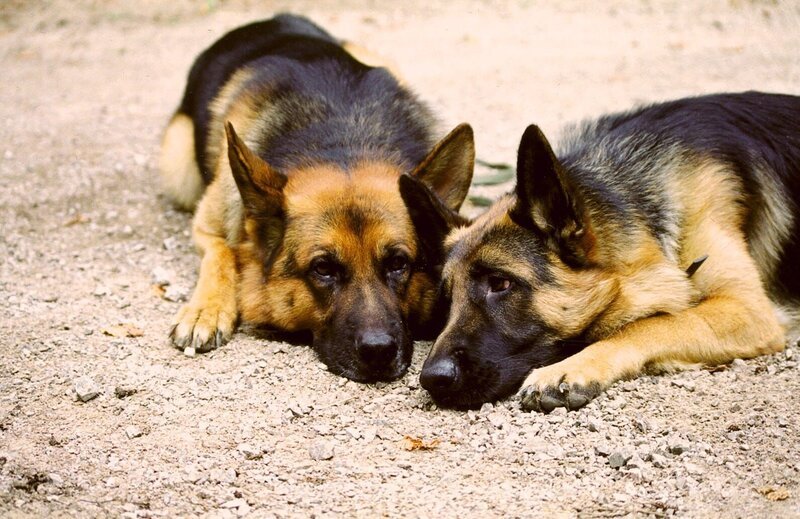 Rex (l.) ist ganz verliebt: Hundedame Senta (r.) hat ihm den Kopf verdreht. Leider wurde Senta aber extra „engagiert“, um Rex in die Falle zu locken … – Bild: SAT.1 /​ Ali Schafler