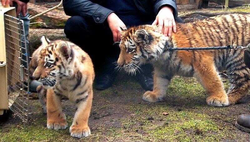 Tiger-Mädchen Alisha aus dem Tierpark Berlin trifft zum ersten Mal auf Dragan im Zoo Eberswalde. – Bild: rbb/​Dokfilm