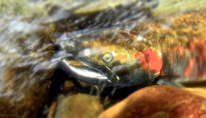 Silberlachse: Ihre Seiten leuchten rot, wenn sie stromaufwärts wandern, um in ihren Geburtsbächen abzulaichen. – Bild: HR/​NDR/​Joseph Pontecorvo