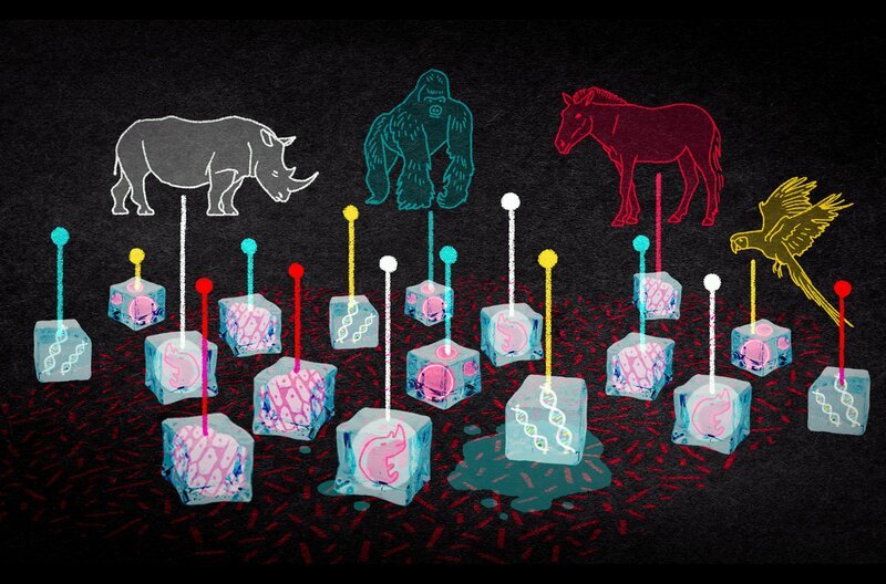 Wie weit kann die Reproduktionsmedizin gehen? Prinzipiell könnten wir uns jedes Lebewesen im Labor nachbauen und die Erde mit unseren Lieblingstieren ausstatten. Aber wollen wir das wirklich? – Bild: BR/​ARTE