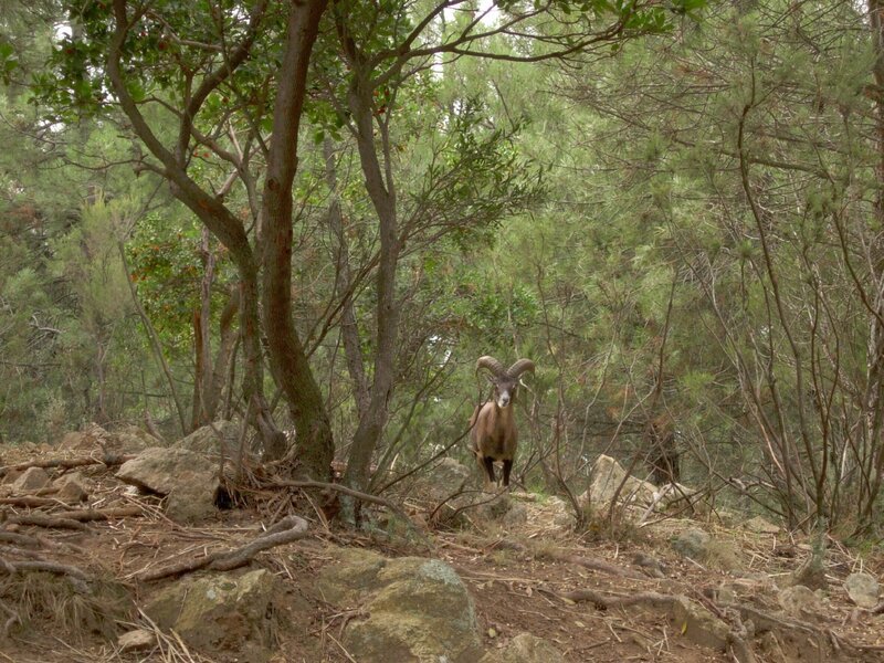 Schon etwa 6000 v. Chr. gab es Mufflons auf Sardinien. Jungsteinzeitmenschen sollen die scheuen kleinen Wildschafe aus Kleinasien bis hin zur Iberischen Halbinsel mitgenommen haben. – Bild: BR