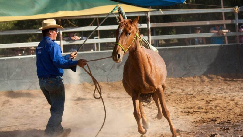 Tom Curtain unternimmt jedes Jahr einen 4000 Kilometer langen Roadtrip mit Pferden und Hunden. – Bild: RTL /​ Contingent Productions