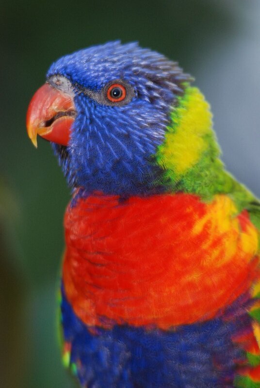 Verliebte Loris. – Bild: BR/​Jens-Uwe Heins