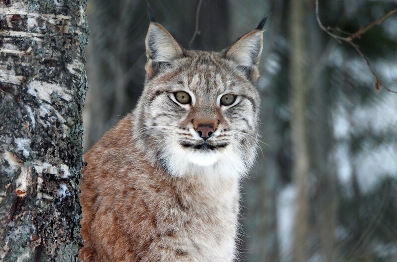 Im nordischen Winterwald sind Luchse auf Beutesuche und haben es dabei vor allem auf die Kälber der Rentiere und Elche abgesehen. – Bild: J. Michael Schumacher