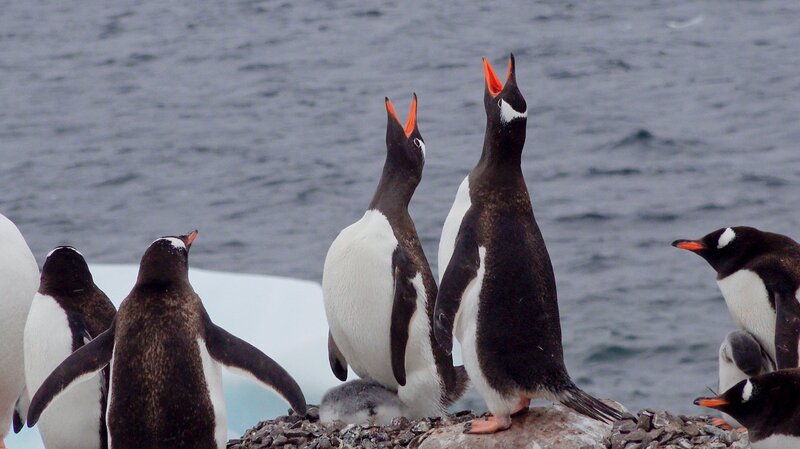 Eselspinguine – Bild: CuriosityStream-Inc