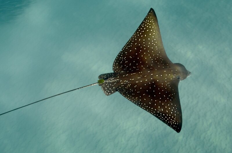 Der Gefleckte Adlerrochen bereitet sich auf seine Paarung vor. – Bild: Florian Graner