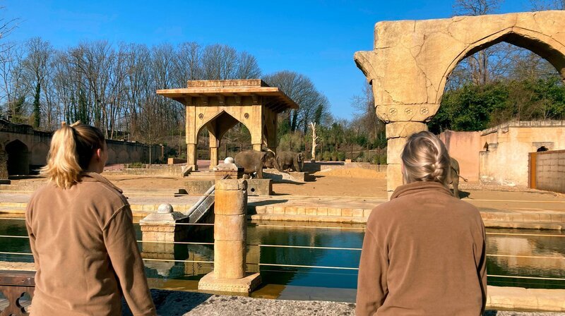 Alles neu im Reich der Riesen: Indra, Califa und Co. erkunden zum ersten Mal ihre neue Spielwiese. Doch die Rüsselträger sind Gewohnheitstiere und die Anlage ist nicht nur neu, sondern auch fremd. Wer traut sich zuerst rauf? – Bild: NDR/​Doclights/​Jeannine Apsel