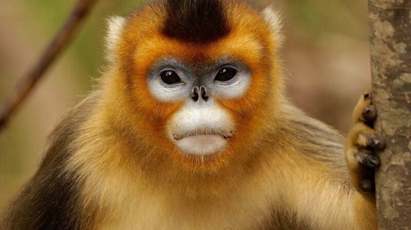 Ein junger Goldstumpfnasenaffe blickt direkt in die Kamera. – Bild: ORF/​China Aviation Pictures/​Panda Kingdom Photos