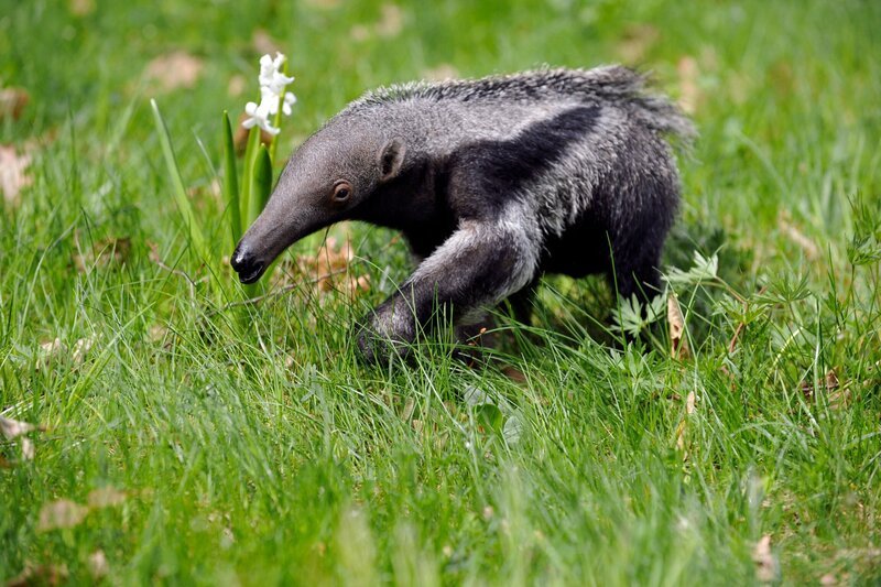 rbb Fernsehen PANDA, GORILLA & CO., TEIL 176, „Geschichten aus dem Zoo Berlin und dem Tierpark Berlin“, am Freitag (08.04.11) um 20:15 Uhr. Inzwischen drei Monate alt: der Ameisenbär Carlos. Und obwohl seine Mutter Griseline nach wie vor nur wenig Milch hat und Carlos von seinen Pflegern mit Aufzuchtsmilch zugefüttert, entwickelt sich der Kleine prächtig. – Bild: rbb/​Thomas Ernst