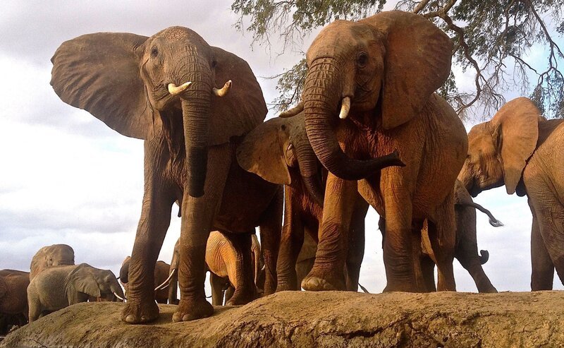Eine Herde Elefanten findet sich am Wasserloche ein. – Bild: Terra Mater Studios GmbH /​ Waterhole Films /​ Feeble & Stone