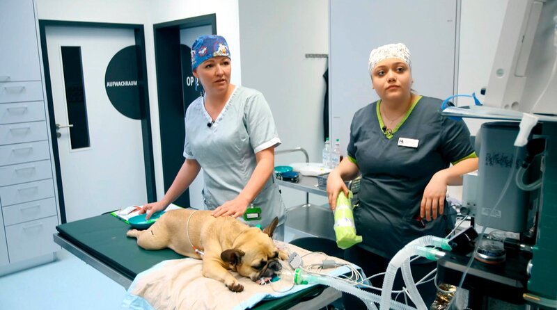 Fachzentrum für Kleintiermedizin in Chemnitz: Tierärztin Dr. Theresa Eulitz (links) und Fachangestellte Tara-Schirn Langzrik behandeln den fünf Jahre alten Tyson. Der französischen Bulldogge muss nach einem Unfall ein Auge entfernt werden – Bild: MDR